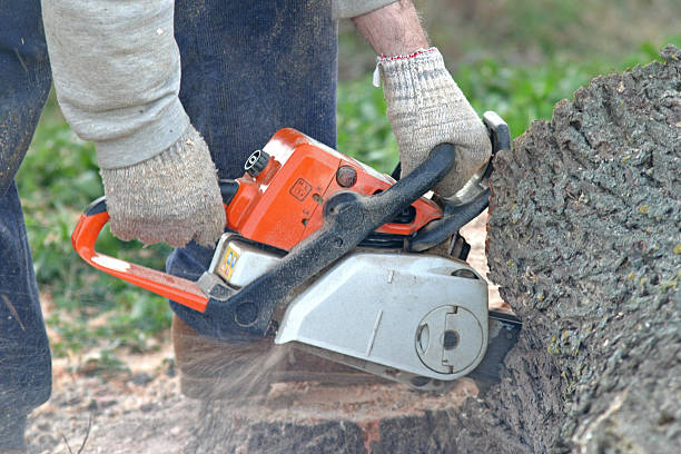 Best Tree Preservation Services  in USA